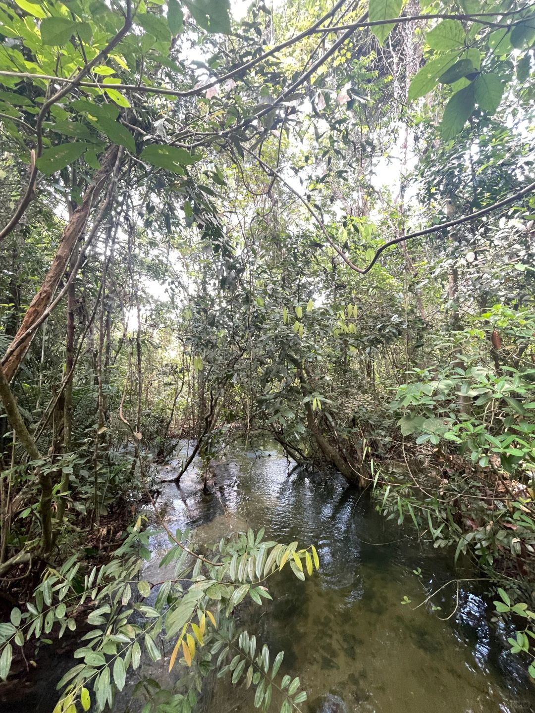 Singapore-Travel guide to MacRitchie Reservoir Park in Singapore, where there are many wild animals
