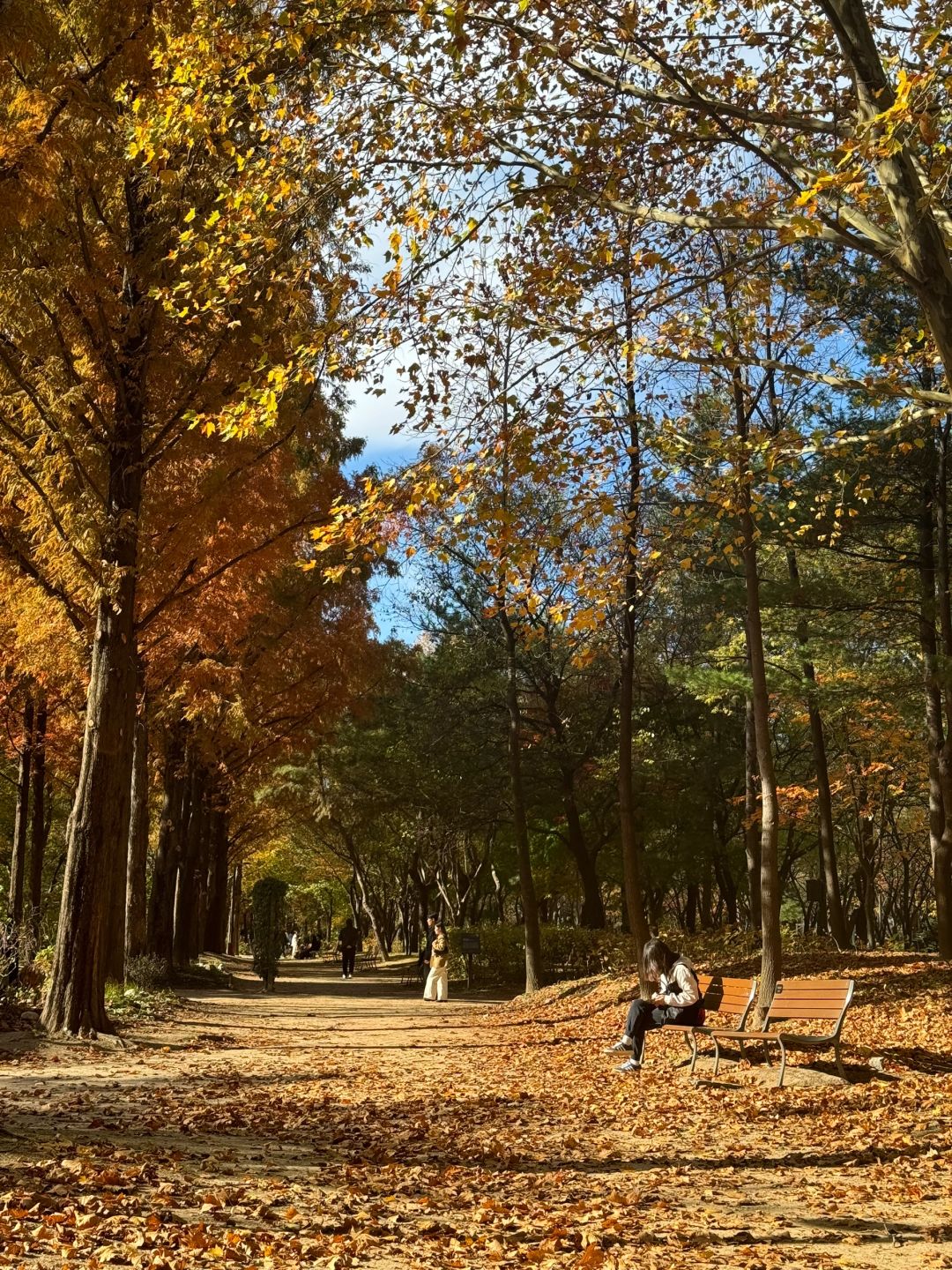 Seoul-Seoul Forest, Olympic Park, Changgyeonggung Palace, Heunginjimun Gate, Cheonggyecheon Park Recommended