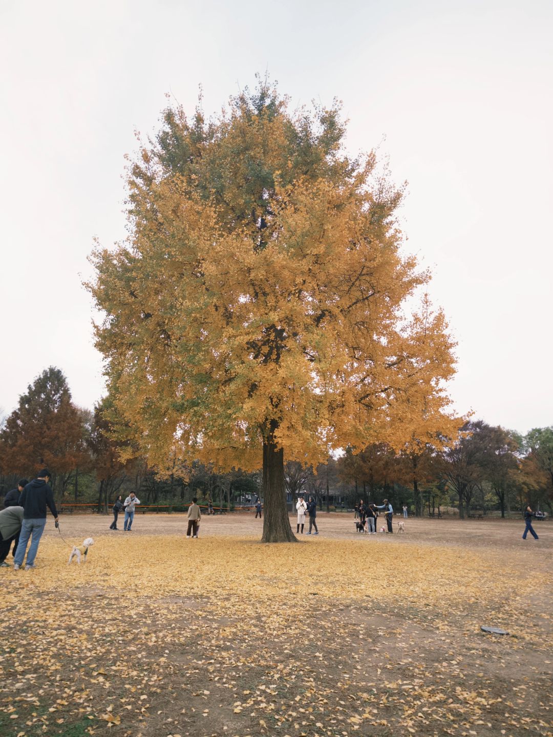 Seoul-Seoul Forest, Olympic Park, Changgyeonggung Palace, Heunginjimun Gate, Cheonggyecheon Park Recommended