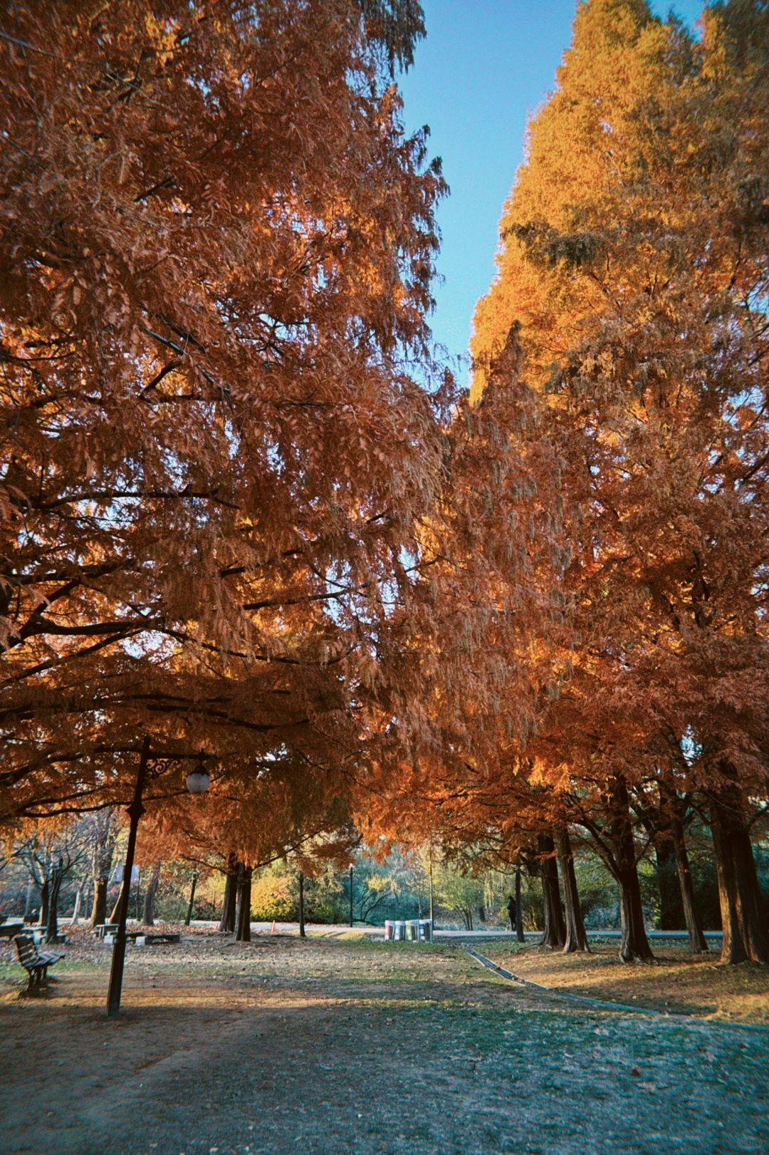 Seoul-Seoul Forest, Olympic Park, Changgyeonggung Palace, Heunginjimun Gate, Cheonggyecheon Park Recommended