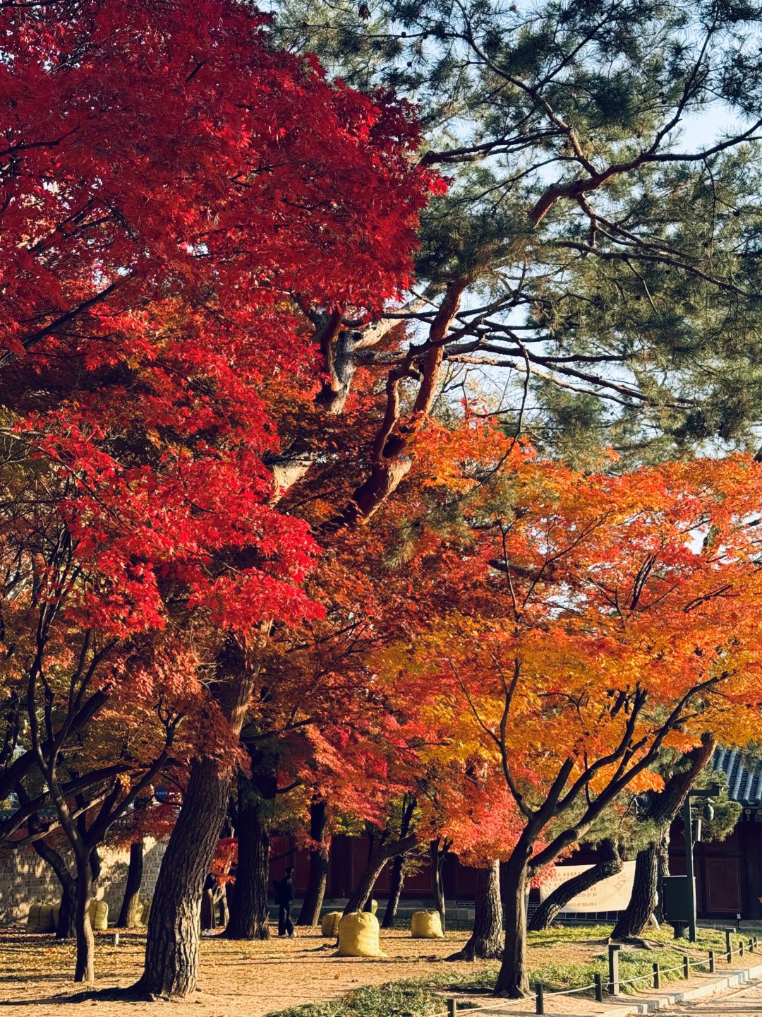 Seoul-Seoul Forest, Olympic Park, Changgyeonggung Palace, Heunginjimun Gate, Cheonggyecheon Park Recommended
