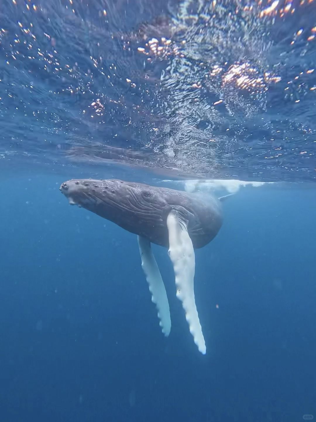 Okinawa-Swimming with whales in Okinawa, Japan, with snorkeling and whale watching tips
