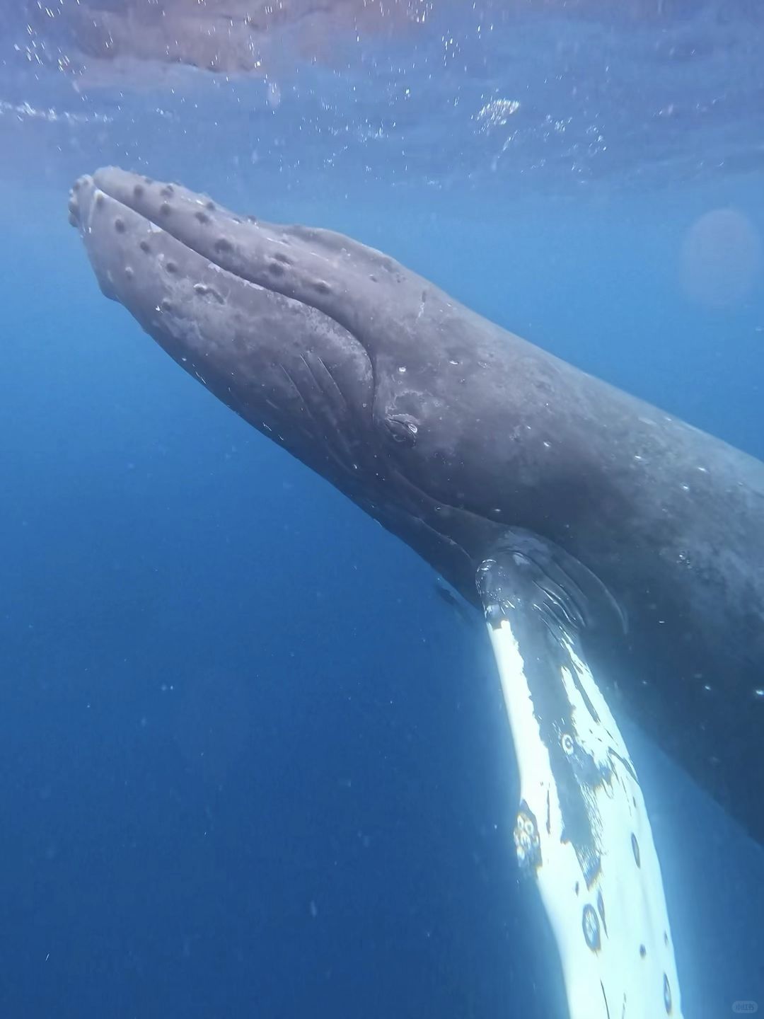 Okinawa-Swimming with whales in Okinawa, Japan, with snorkeling and whale watching tips