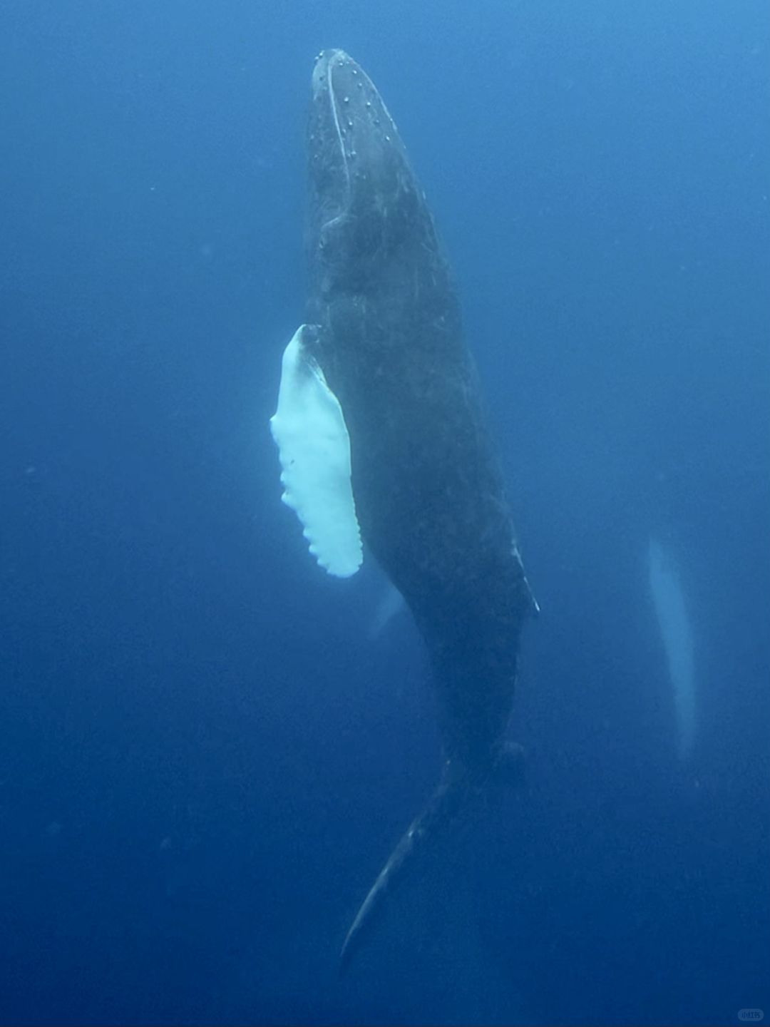 Okinawa-Swimming with whales in Okinawa, Japan, with snorkeling and whale watching tips
