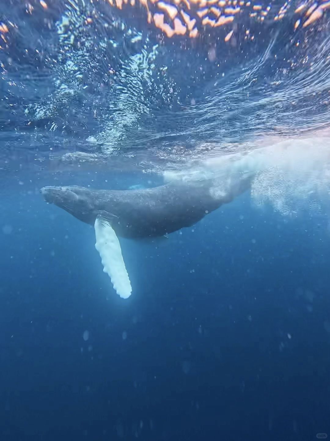 Okinawa-Swimming with whales in Okinawa, Japan, with snorkeling and whale watching tips