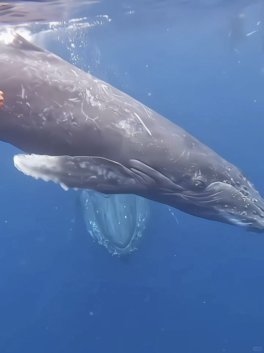 Okinawa-Swimming with whales in Okinawa, Japan, with snorkeling and whale watching tips