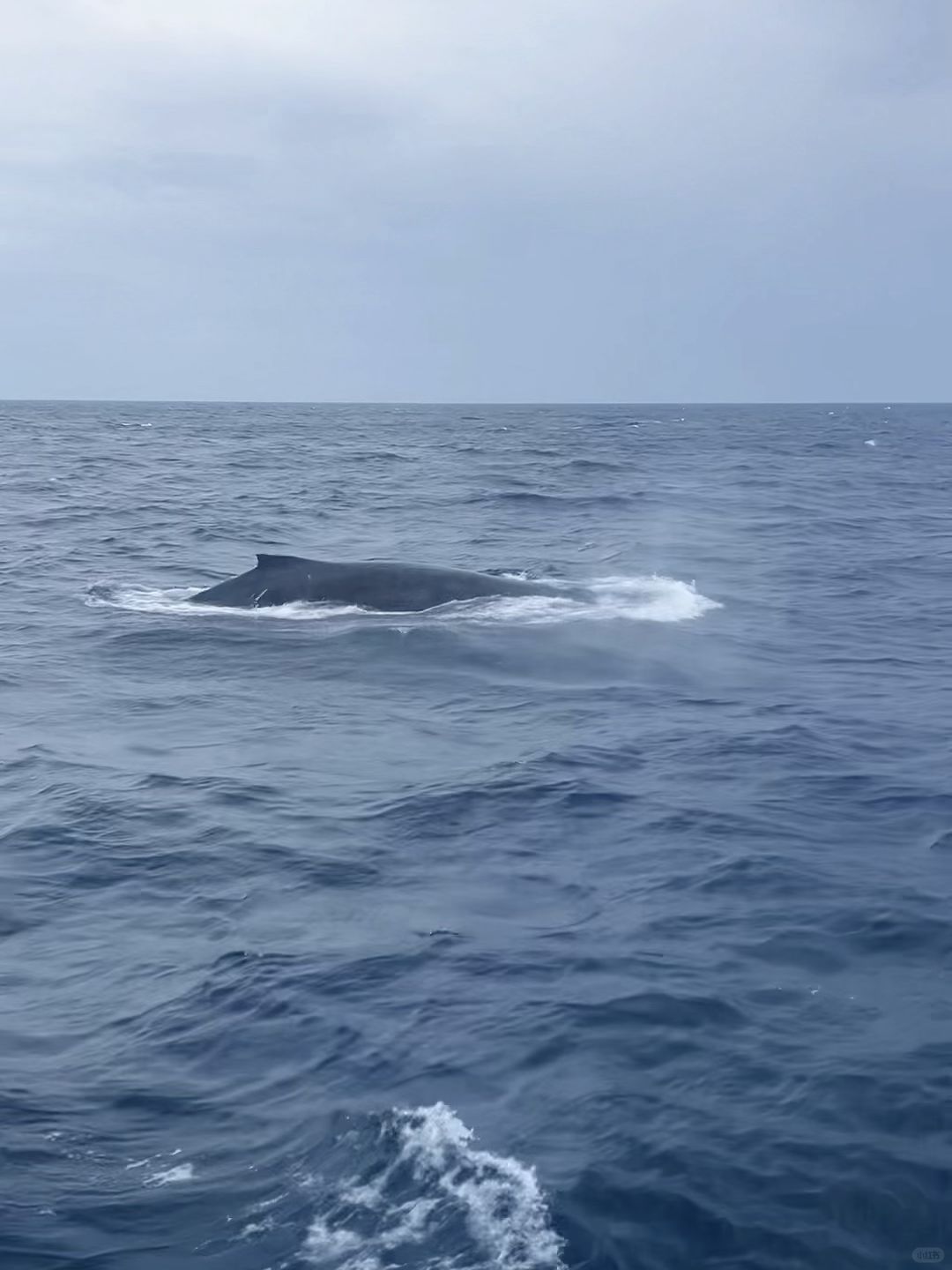 Okinawa-Swimming with whales in Okinawa, Japan, with snorkeling and whale watching tips