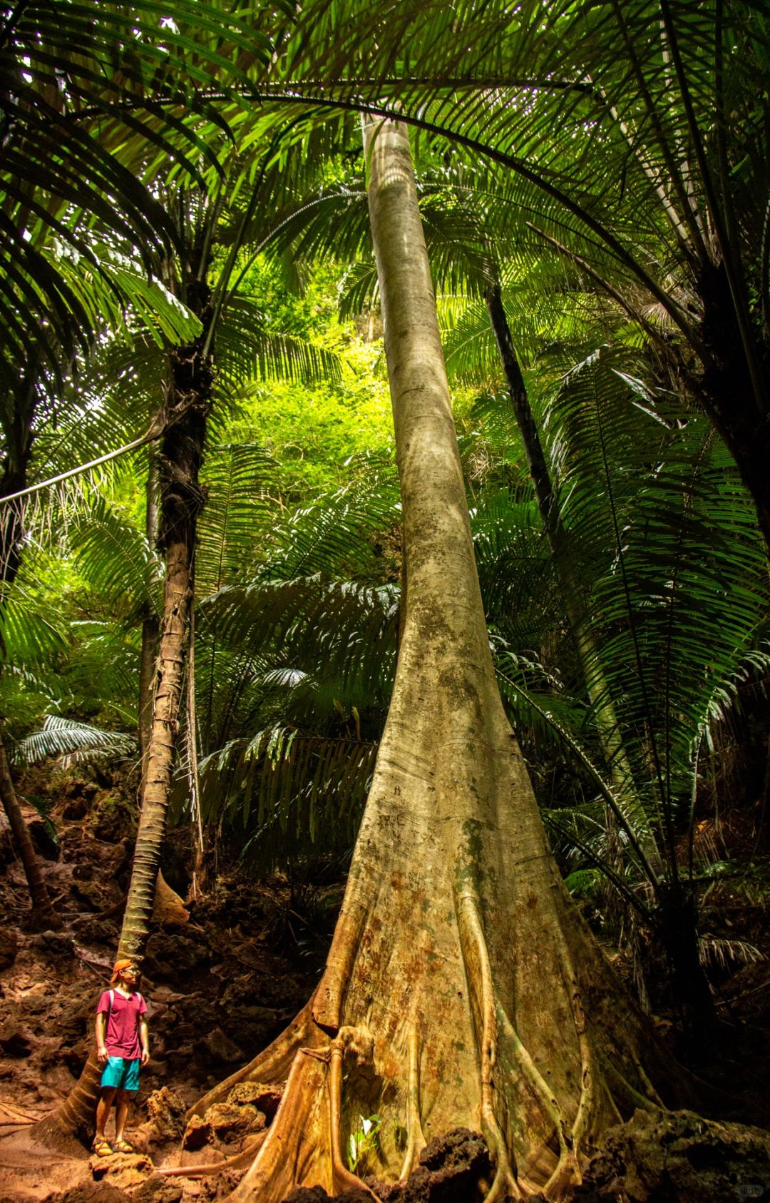 Krabi-Lagoon Trial in Krabi, Thailand, not only has other mountains, but also red land rainforest
