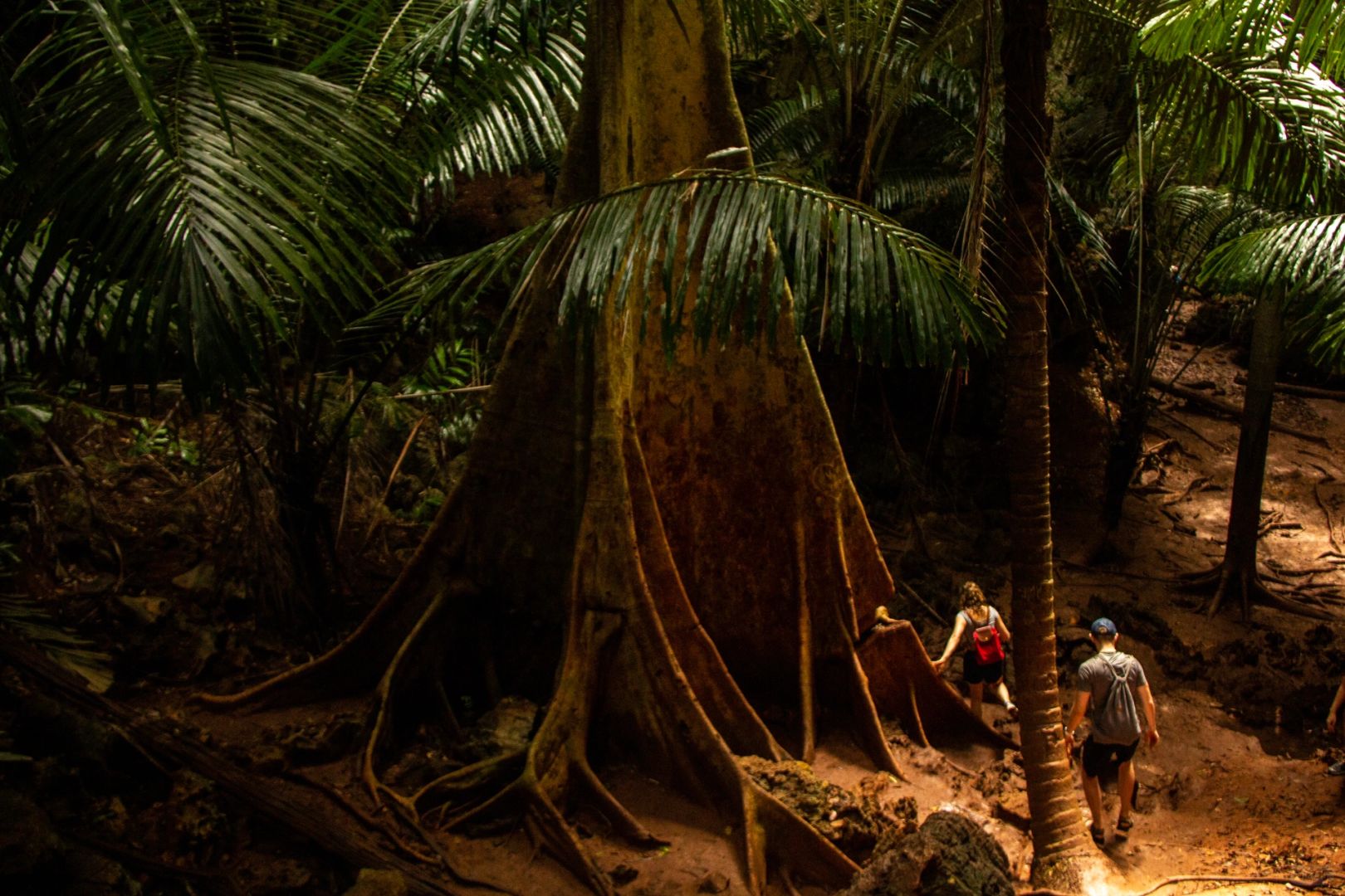 Krabi-Lagoon Trial in Krabi, Thailand, not only has other mountains, but also red land rainforest
