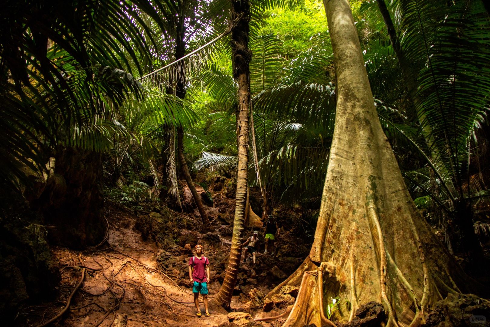 Krabi-Lagoon Trial in Krabi, Thailand, not only has other mountains, but also red land rainforest