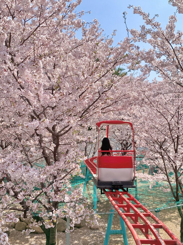 Busan/Jeju-Let's go to Busan for a date in spring. ❤️Jukjeon Valley Mural Village, Movement Lab, GayaLand🌸