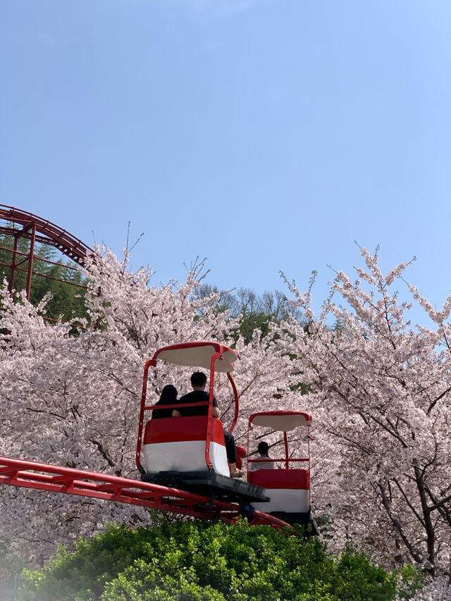 Busan/Jeju-Let's go to Busan for a date in spring. ❤️Jukjeon Valley Mural Village, Movement Lab, GayaLand🌸