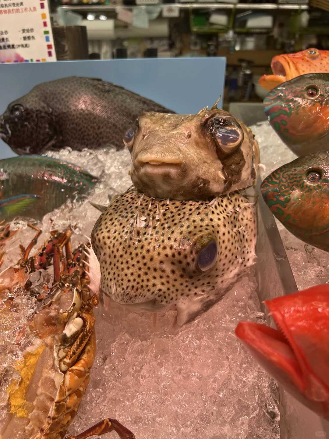 Okinawa-Daiichi Makishi Public Market. How can you not eat the freshest seafood when you come to Okinawa?