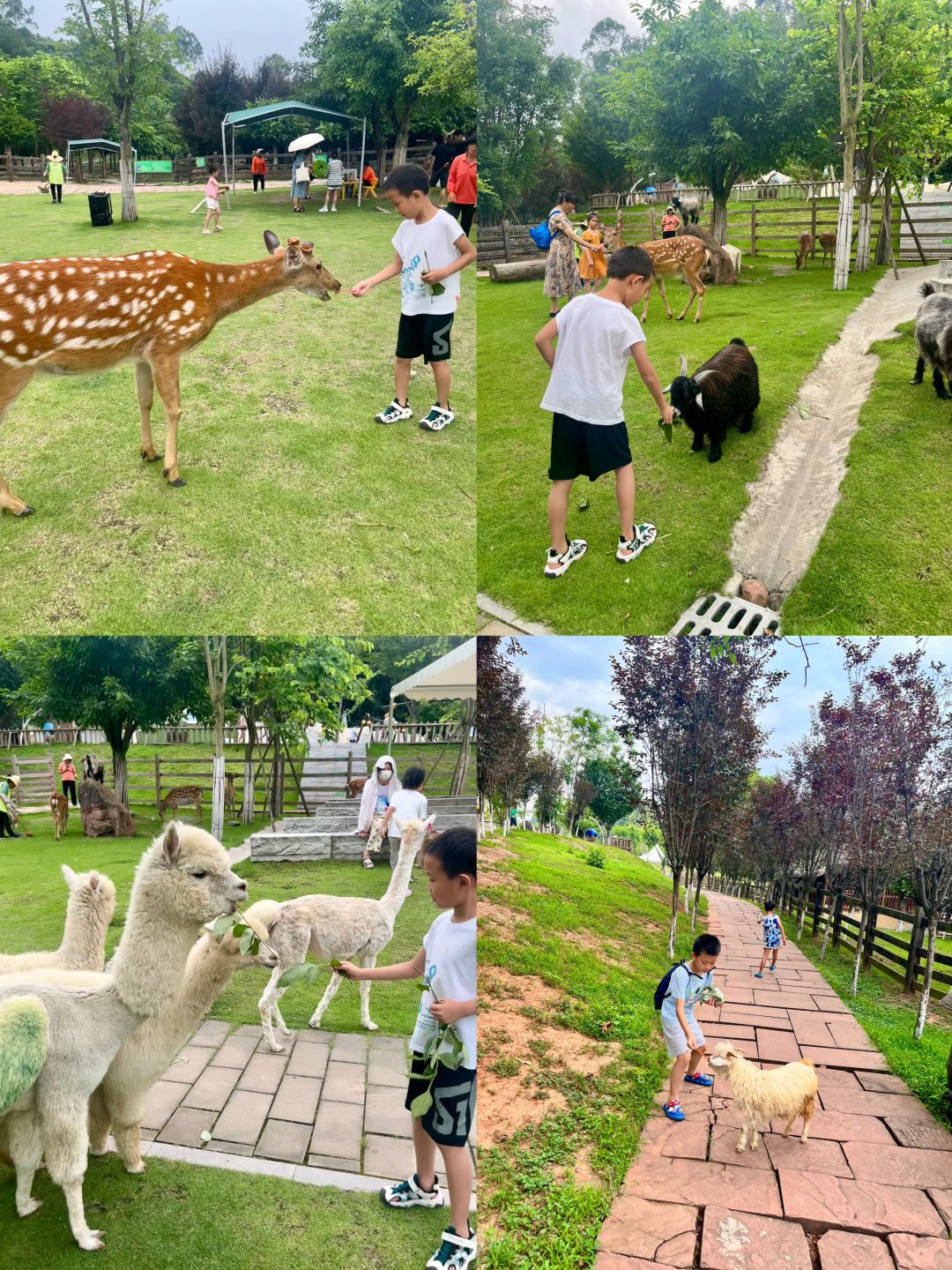 Chengdu/Chongqing-Chengdu Huanglongxi Happy Farm, close contact with cute alpacas, sika deer and other animals
