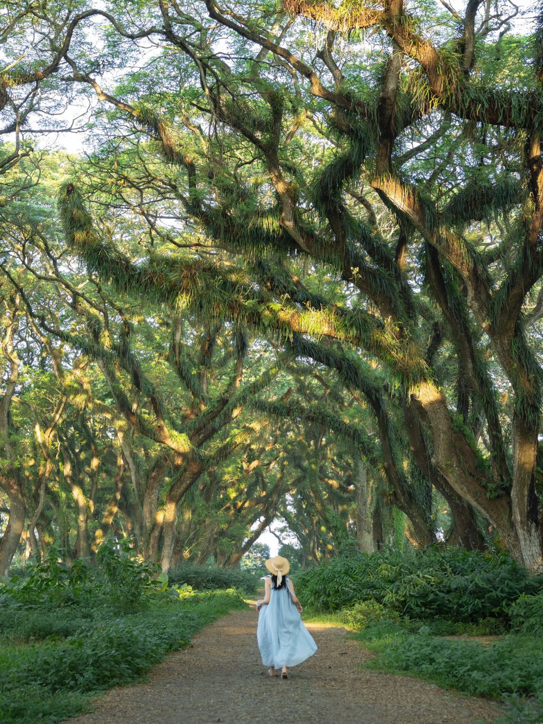 Jakarta-De Djawatan forest in Jakarta, enter the real-life Lord of the Rings forest in Indonesia