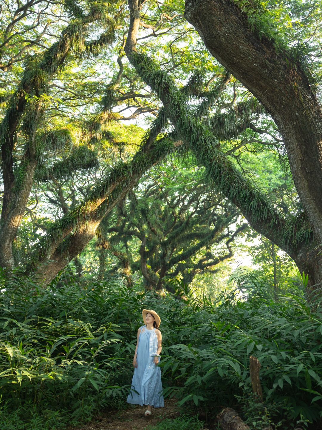 Jakarta-De Djawatan forest in Jakarta, enter the real-life Lord of the Rings forest in Indonesia