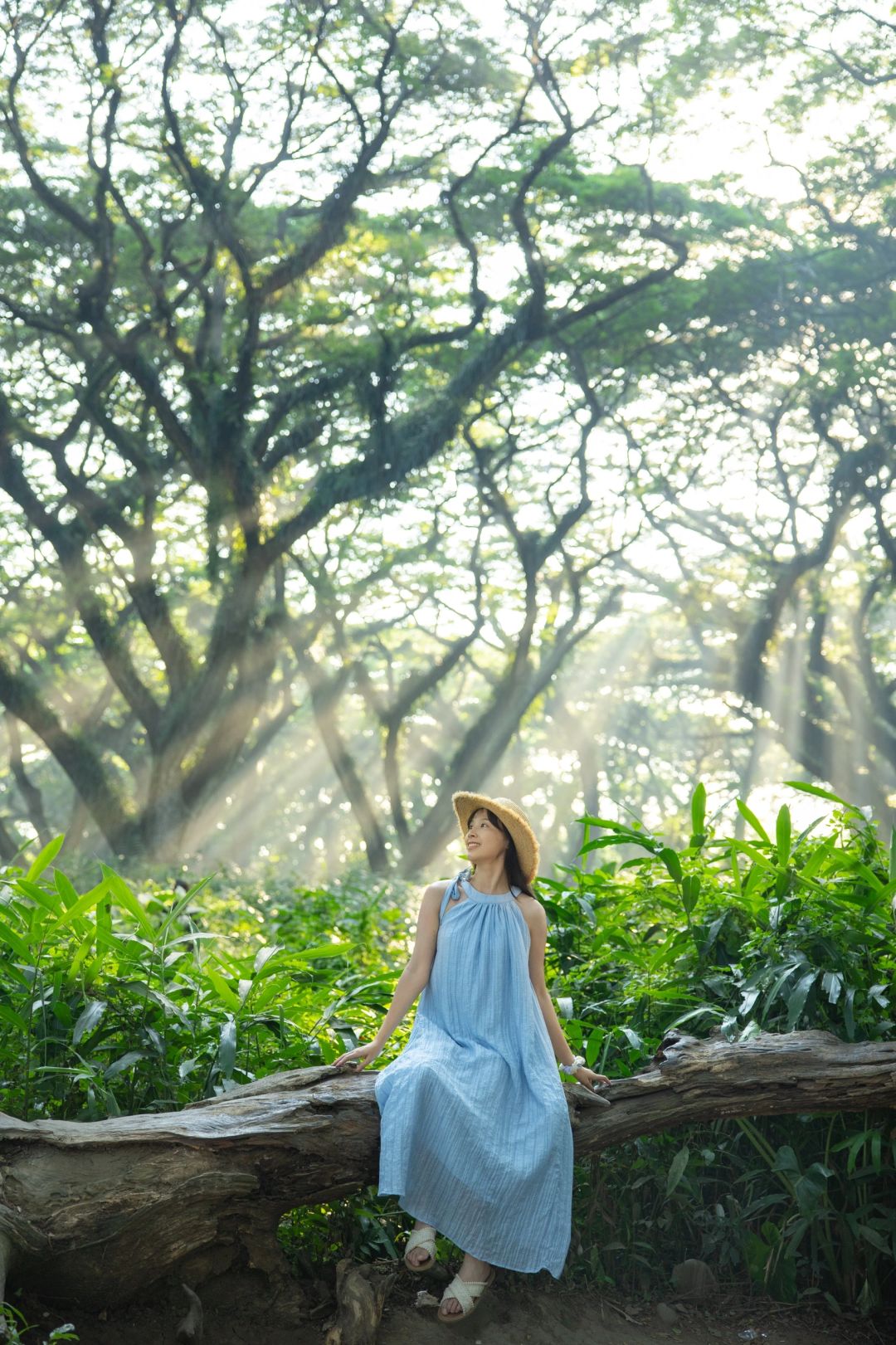 Jakarta-De Djawatan forest in Jakarta, enter the real-life Lord of the Rings forest in Indonesia