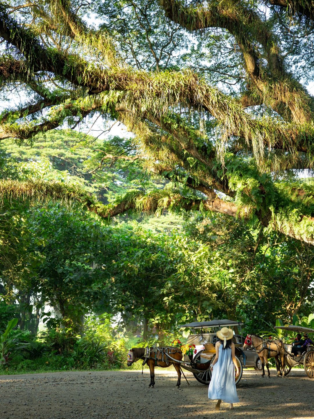 Jakarta-De Djawatan forest in Jakarta, enter the real-life Lord of the Rings forest in Indonesia