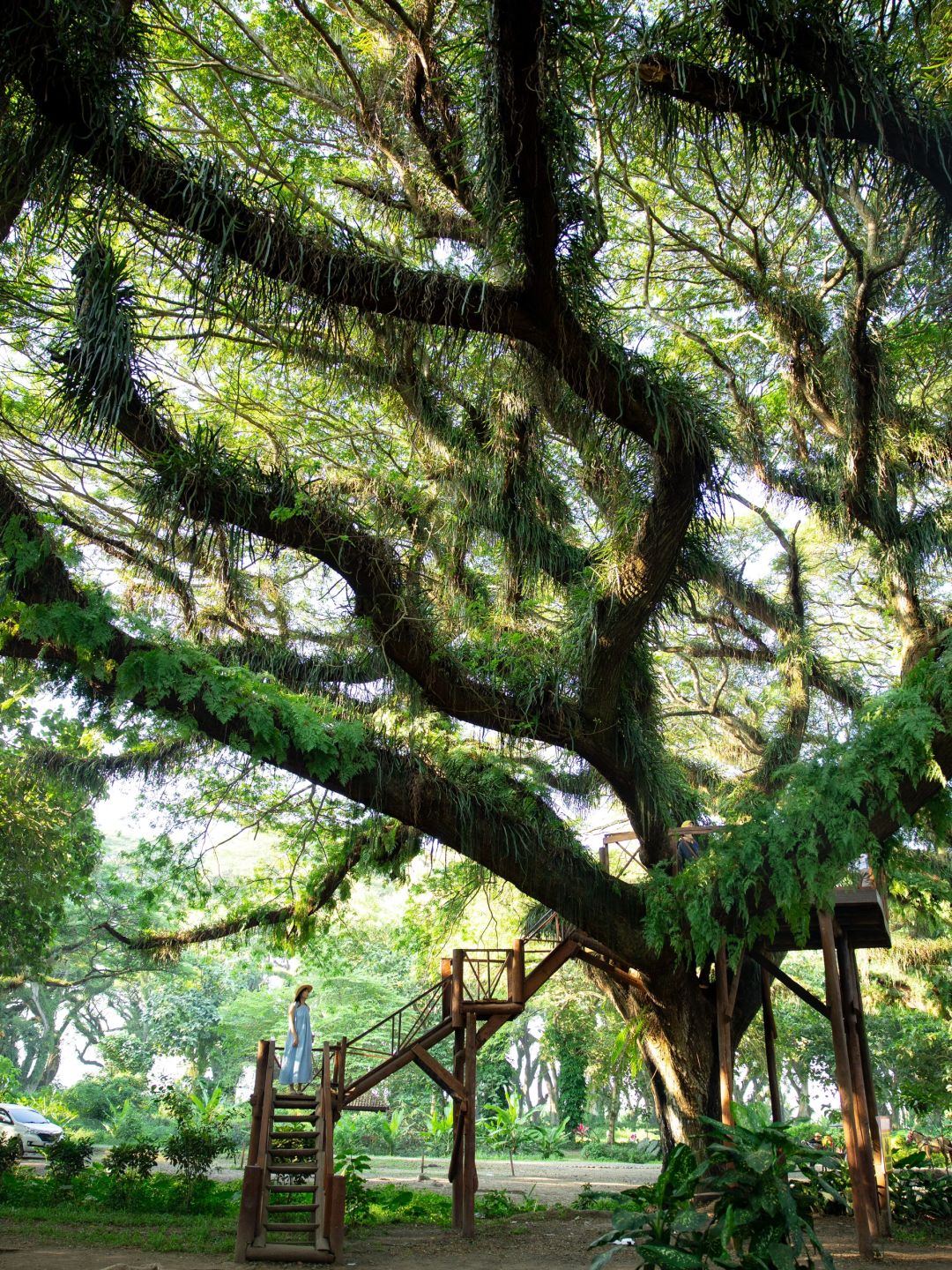 Jakarta-De Djawatan forest in Jakarta, enter the real-life Lord of the Rings forest in Indonesia
