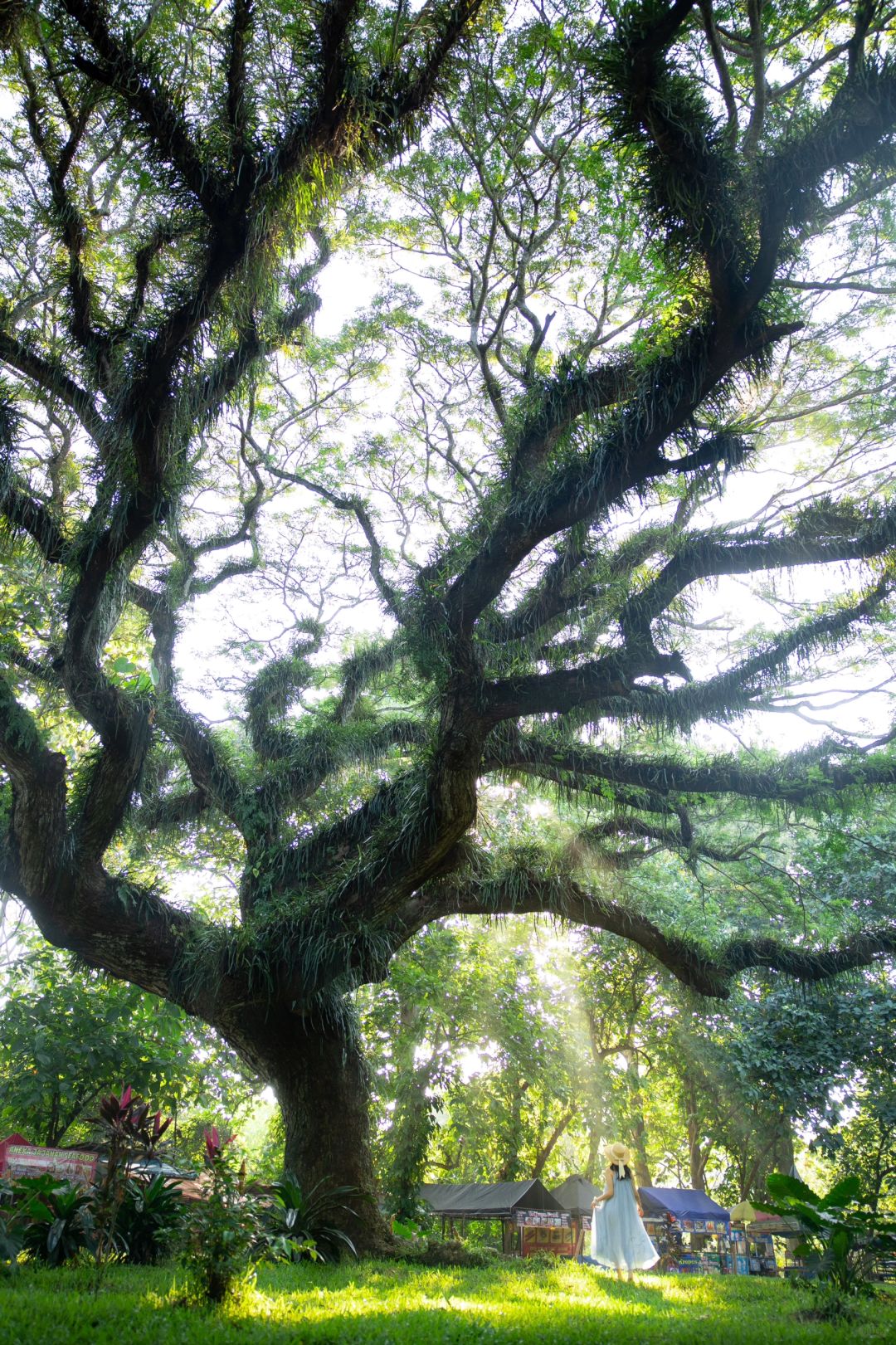 Jakarta-De Djawatan forest in Jakarta, enter the real-life Lord of the Rings forest in Indonesia