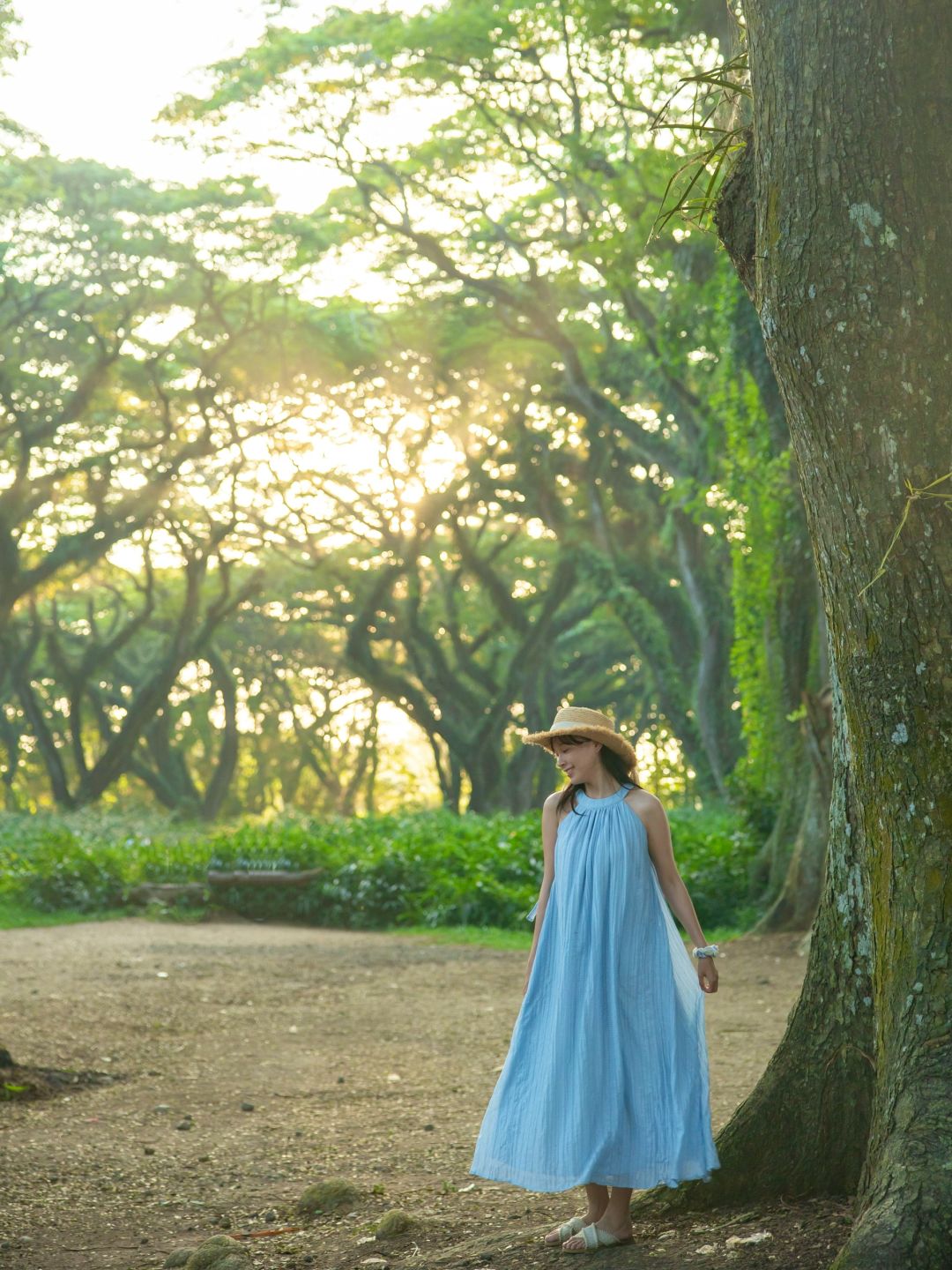 Jakarta-De Djawatan forest in Jakarta, enter the real-life Lord of the Rings forest in Indonesia