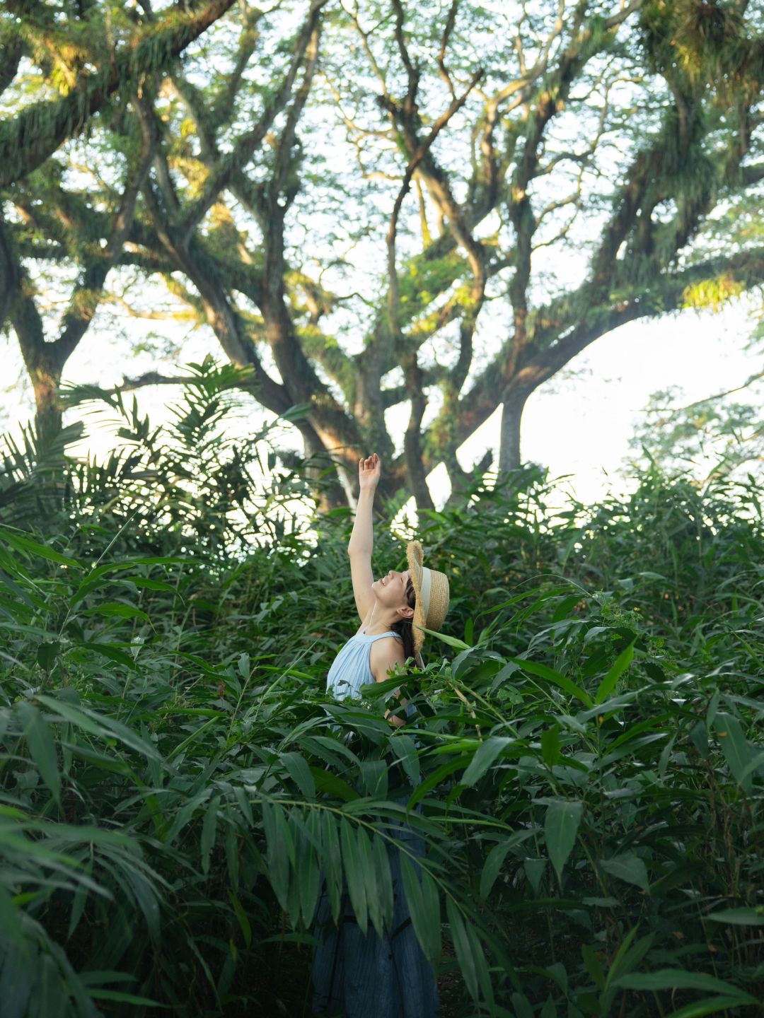 Jakarta-De Djawatan forest in Jakarta, enter the real-life Lord of the Rings forest in Indonesia