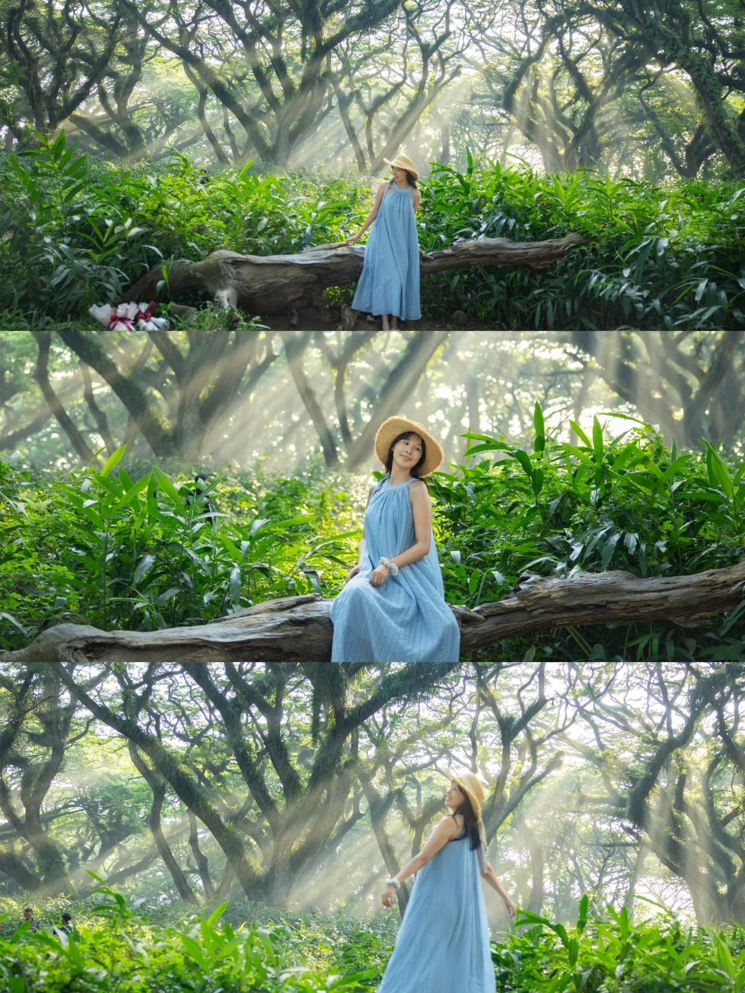 Jakarta-De Djawatan forest in Jakarta, enter the real-life Lord of the Rings forest in Indonesia