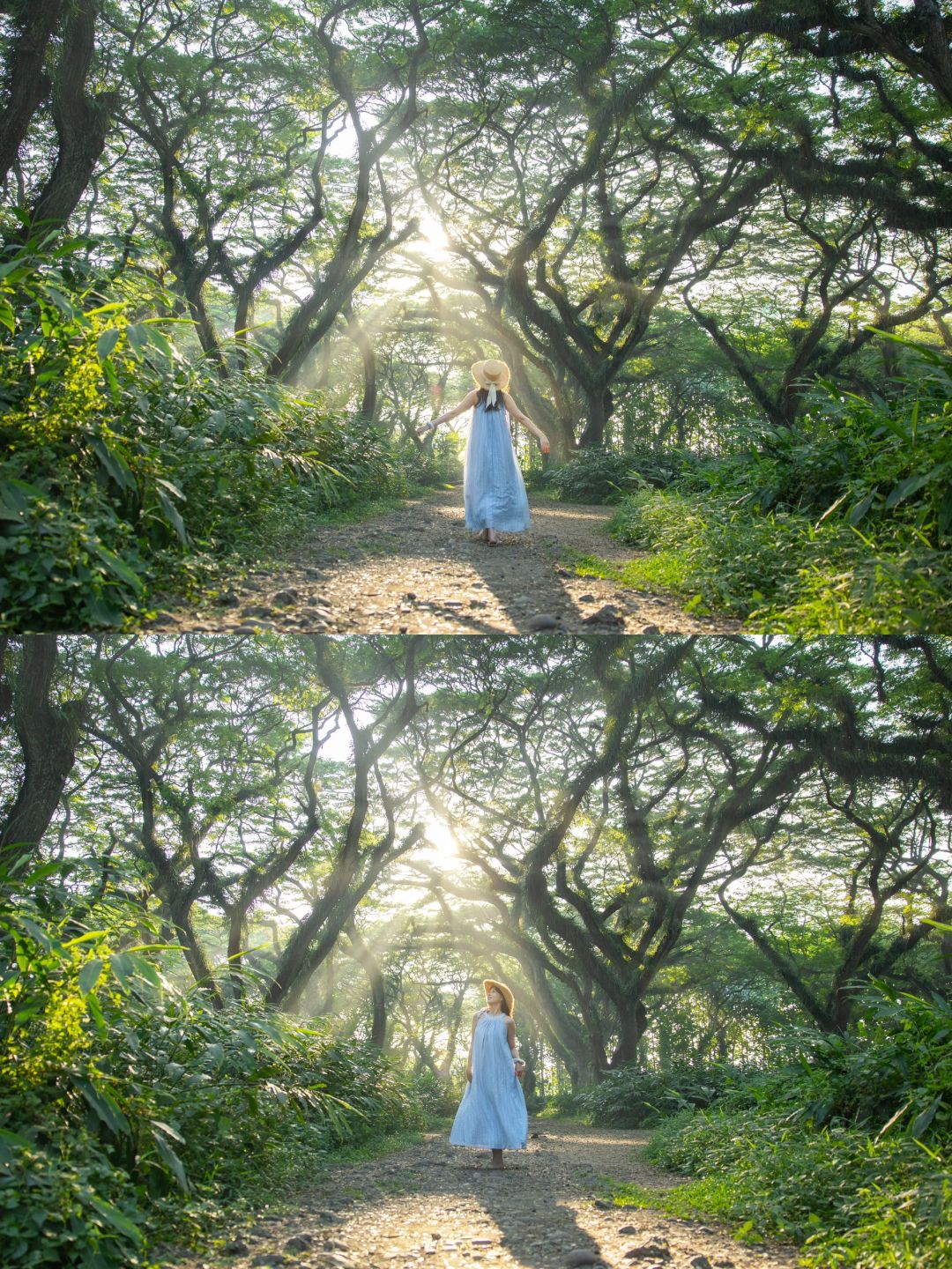 Jakarta-De Djawatan forest in Jakarta, enter the real-life Lord of the Rings forest in Indonesia