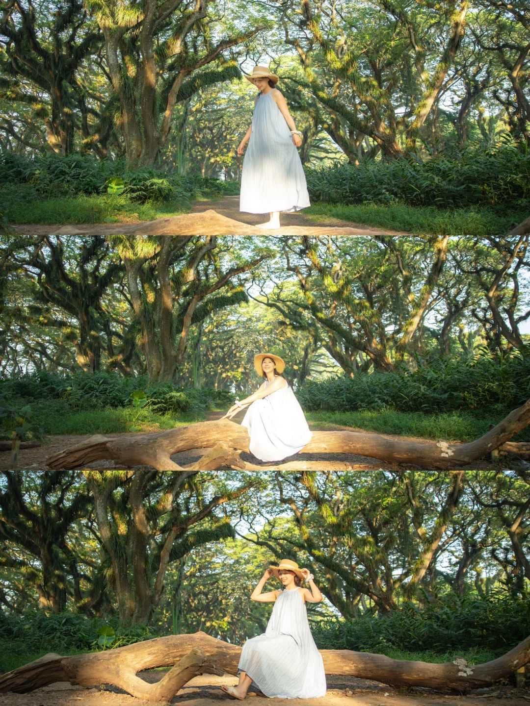 Jakarta-De Djawatan forest in Jakarta, enter the real-life Lord of the Rings forest in Indonesia