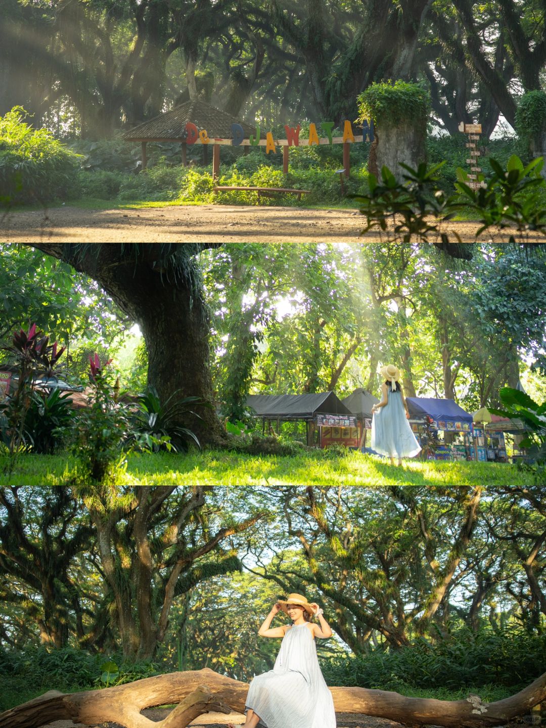 Jakarta-De Djawatan forest in Jakarta, enter the real-life Lord of the Rings forest in Indonesia