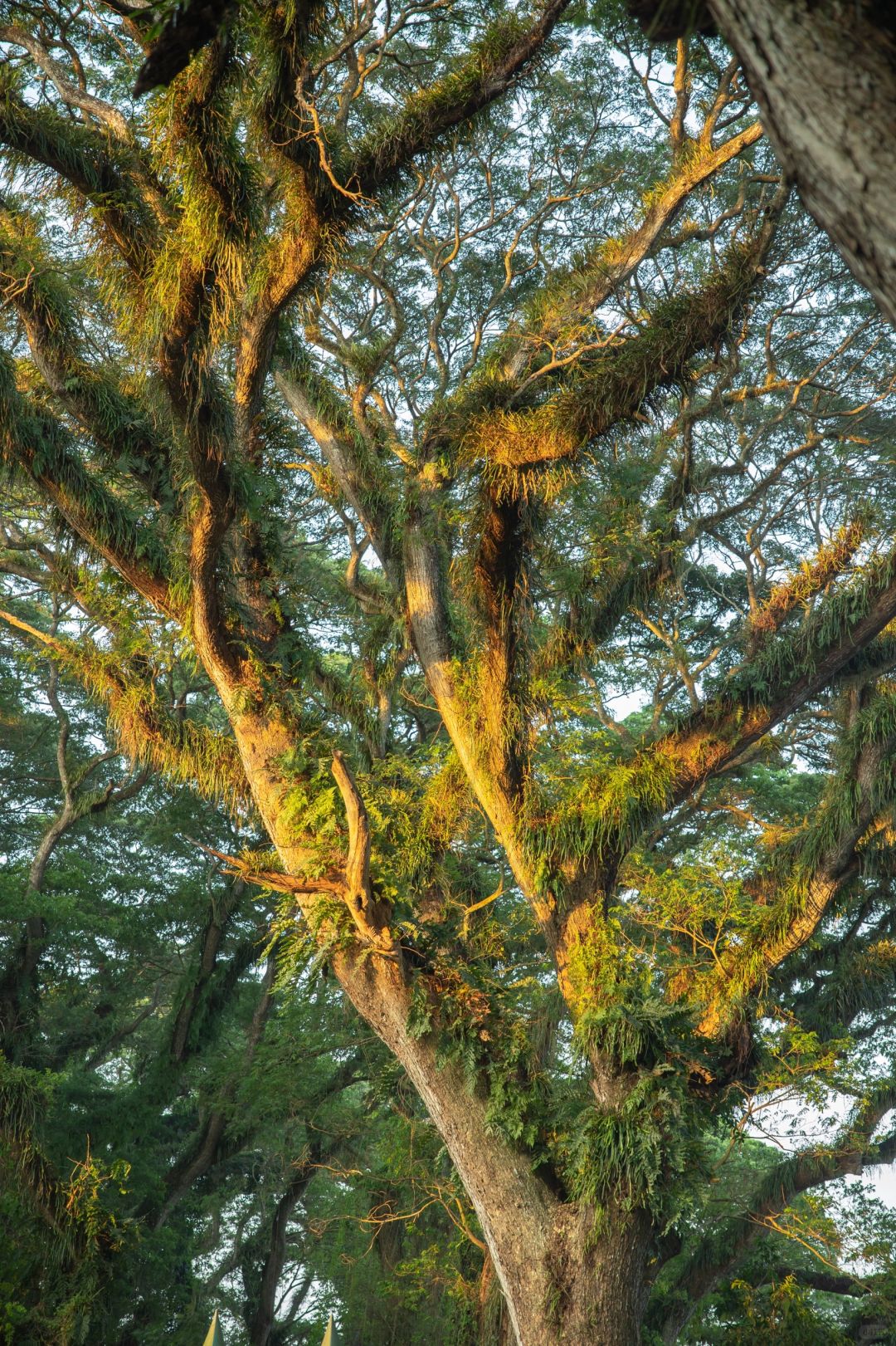 Jakarta-De Djawatan forest in Jakarta, enter the real-life Lord of the Rings forest in Indonesia