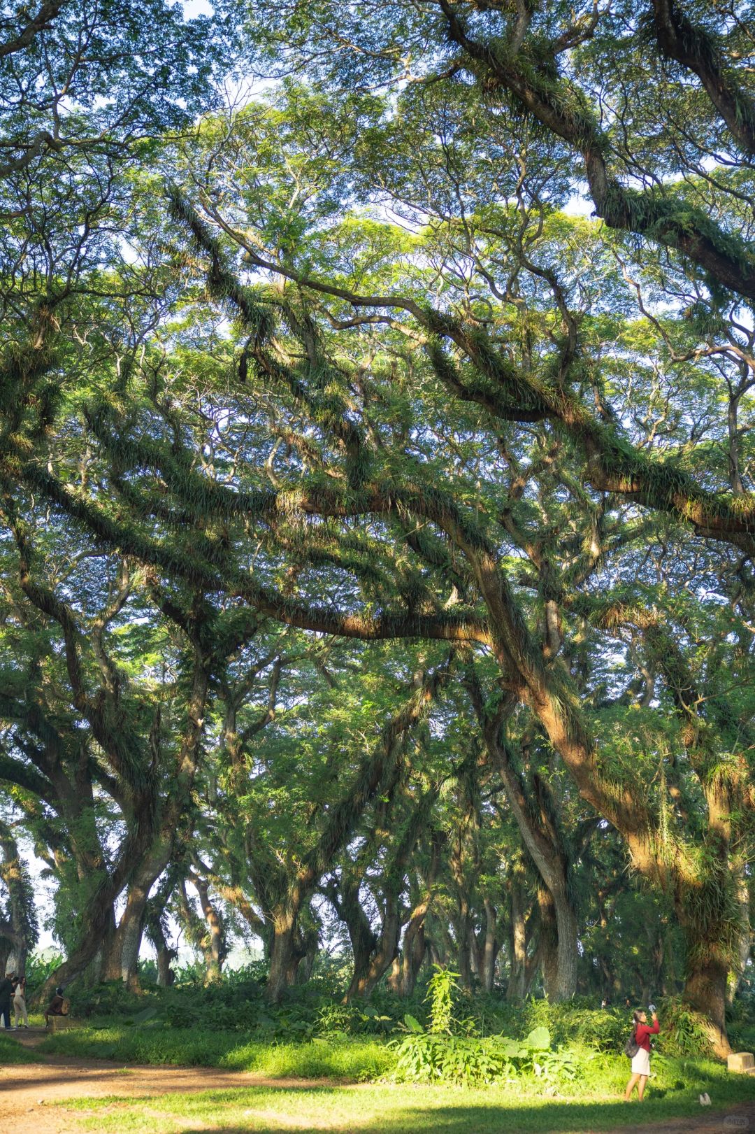 Jakarta-De Djawatan forest in Jakarta, enter the real-life Lord of the Rings forest in Indonesia