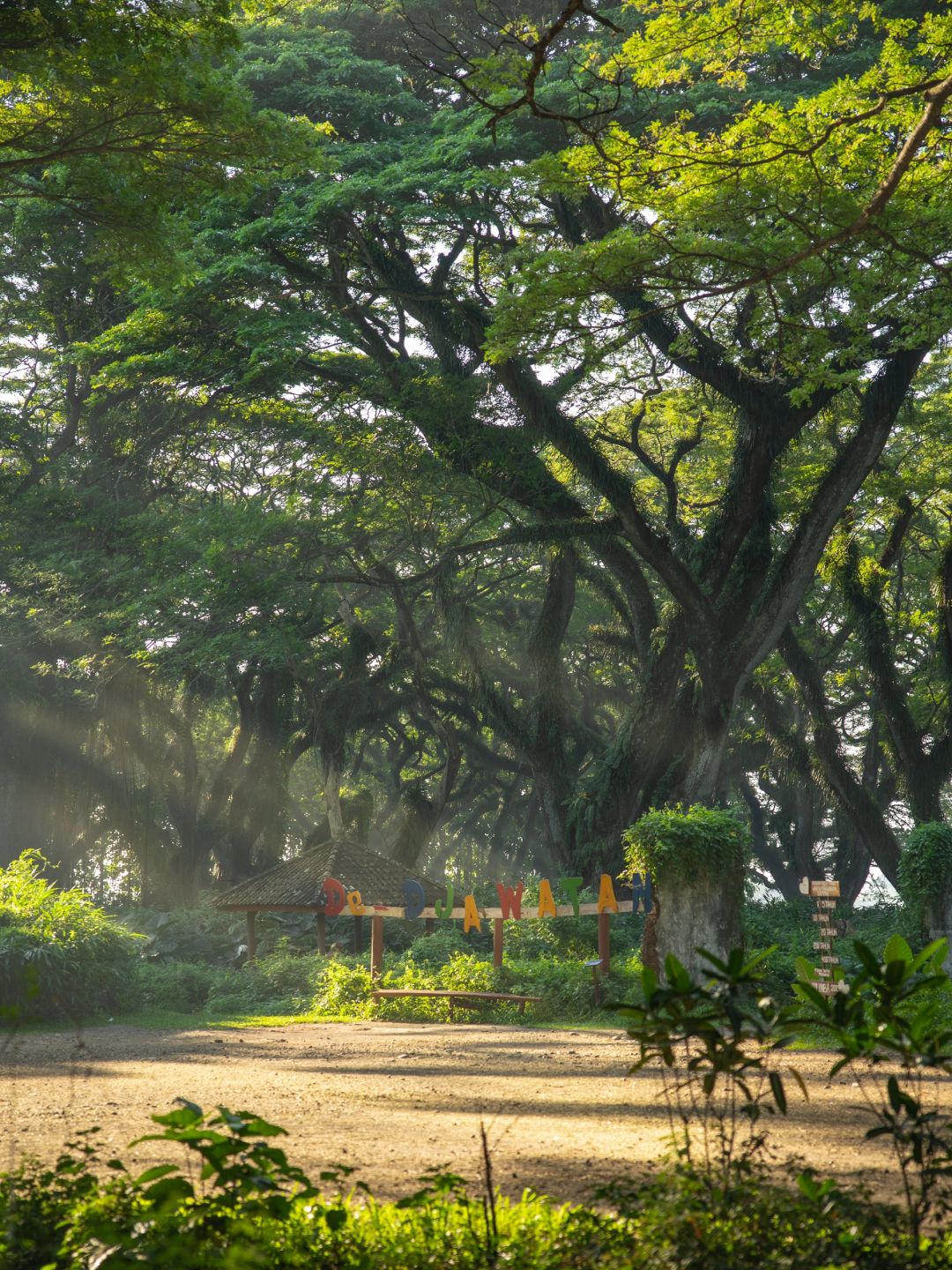 Jakarta-De Djawatan forest in Jakarta, enter the real-life Lord of the Rings forest in Indonesia