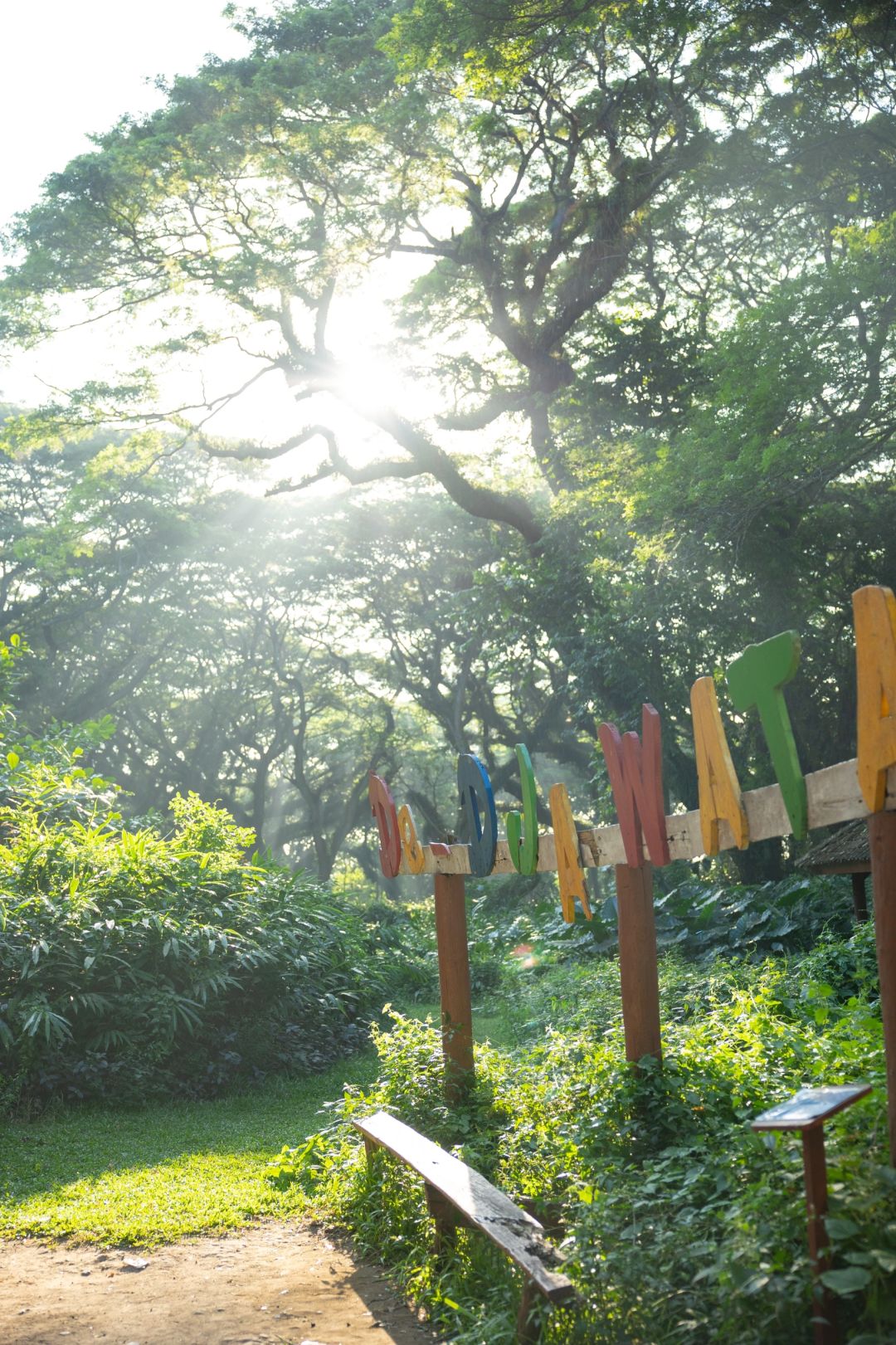 Jakarta-De Djawatan forest in Jakarta, enter the real-life Lord of the Rings forest in Indonesia