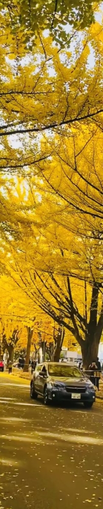 Ginkgo and maple leaves in Sapporo, ?Hokkaido, Japan, are like a colorful painting