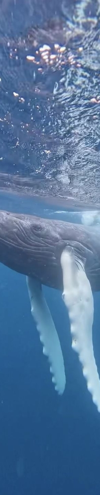 Swimming with whales in Okinawa, Japan, with snorkeling and whale watching tips