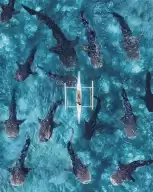 Whale sharks in the waters of Cebu, Philippines, are so exciting