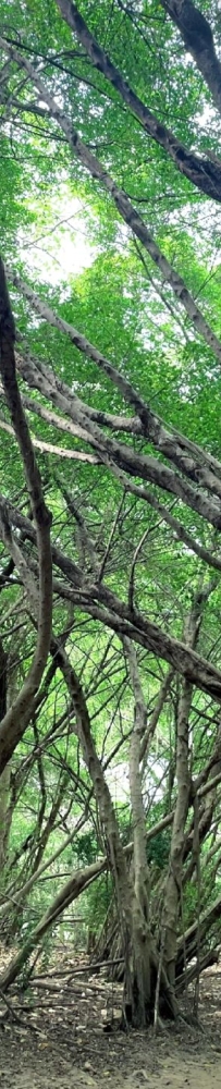 Taiwan Barkley Park, Primitive forest with tangled roots, branches, and leaves hidden in Tainan City