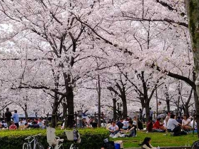Cherry blossom viewing season at Kema Sakuranomiya Park, Osaka, Japan