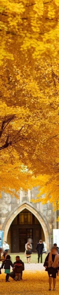 Tokyo's Autumn Ginkgo Viewing Guide--Meiji Jingu Gaien,Komazawa Olympic Park