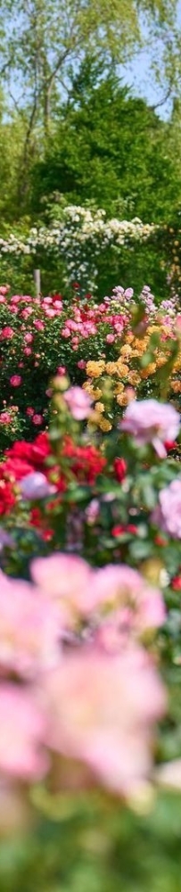 The largest rose theme park in the East region "Keisei Rose Garden''