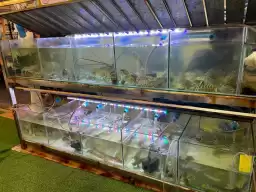 Batong First Seafood, Pu Dong Must-Go Red Store, Short-Arm Long-Arm Skinny