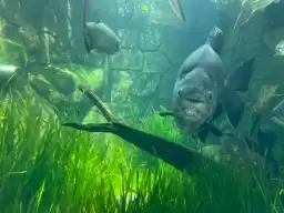 Philippines｜Cebu Ocean Park: A little-known destination for children