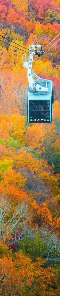 Hokkaido's autumn: ?season to enjoy the red maple leaves from a cable car