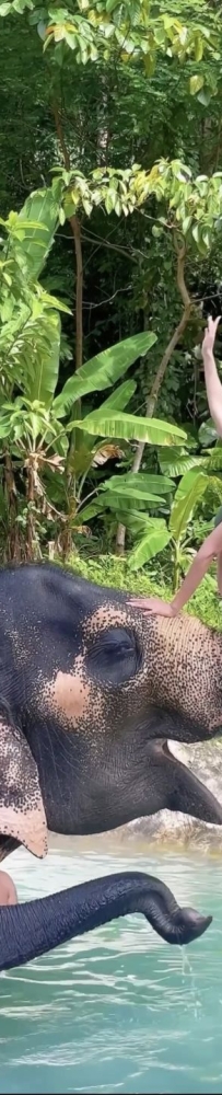 Amazing experience in Phuket, Thailand, Feeding and bathing elephants in the rainforest