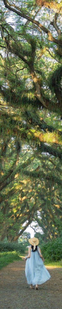 De Djawatan forest in Jakarta, enter the real-life Lord of the Rings forest in Indonesia