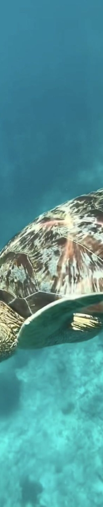 Traveling to Phuket Similan Islands, I was lucky to see small turtles and colorful sea fish